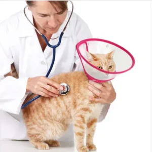 Cono isabelino para perros y gatos operados