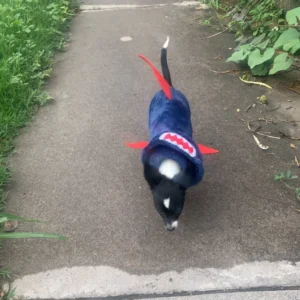 Disfraz de tiburón para perros y gatos | Traje de tiburón mascotas