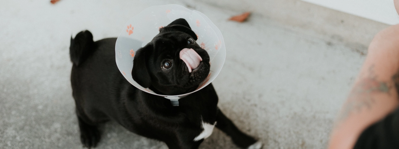 cuidado postoperatorio perro castrado o esterilizado