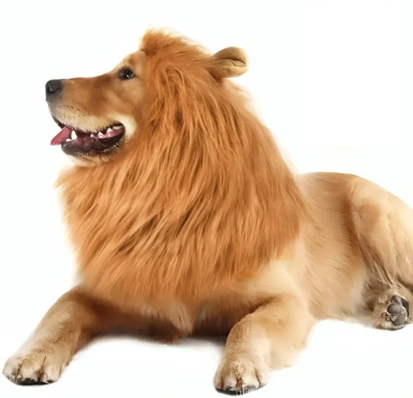 disfraz de leon para golden retriever