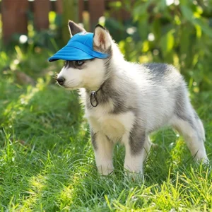 Gorras para perros y gatos | Cachucha para mascotas
