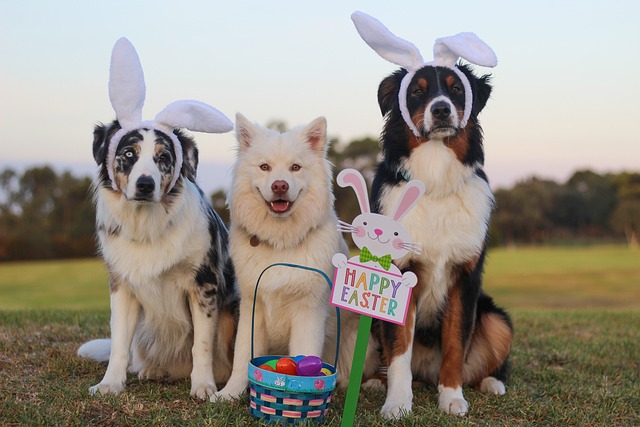 nuestros principales aliados las mascotas de roxmar pet shop