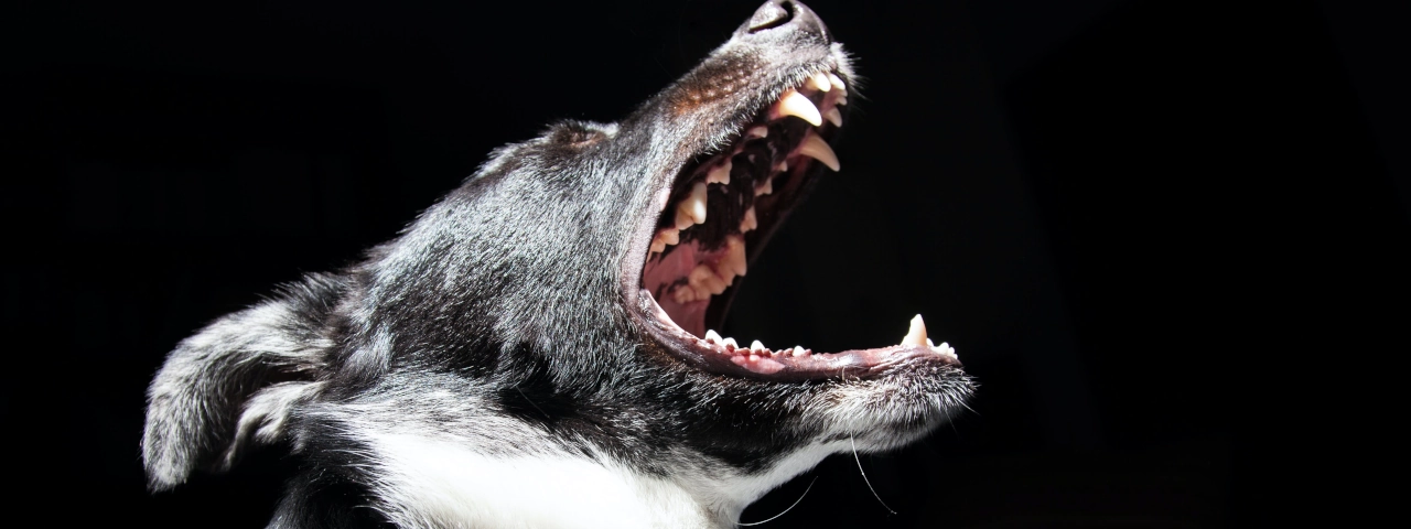 ¿Para qué sirve el bozal en los perros?