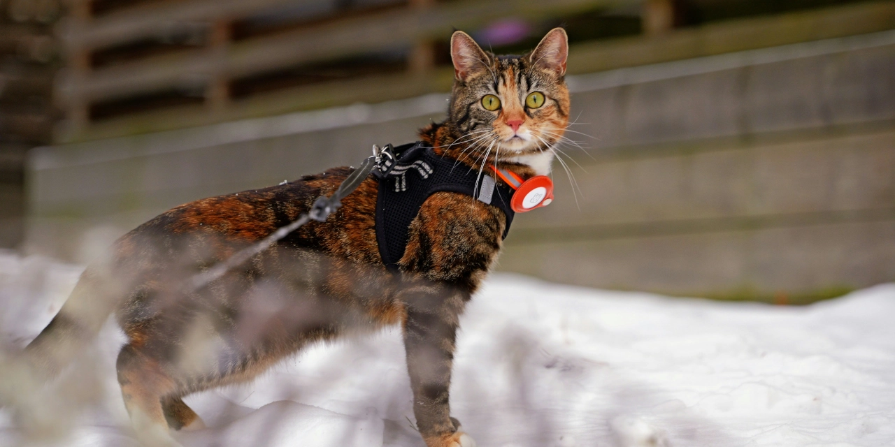 Técnicas para pasear a tu gato con correa y arnés