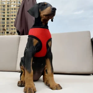 Pechera sencilla tipo arnés para perros pequeños y gatos