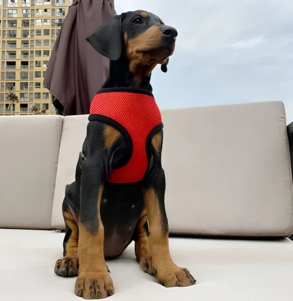 pechera sencilla tipo arnes para perros