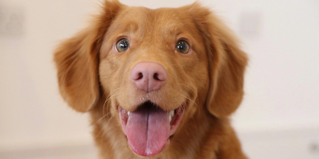 ¿Por qué mi perro tiene la nariz seca? Causas, síntomas y soluciones